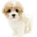 MIX(キャバリアキングチャールズスパニエル×ビションフリーゼ)