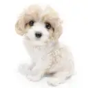 MIX（キャバリアキングチャールズスパニエル×ビションフリーゼ）