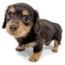 ミニチュア・ダックスフント