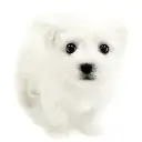 ビションフリーゼ