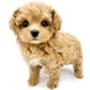 MIX(マルチーズ×トイプードル)