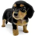 カニンヘン・ダックスフント