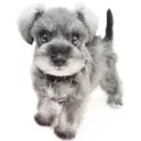 ミニチュア・シュナウザー