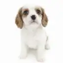 キャバリア・キングチャールズ・スパニエル