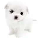 MIX（マルチーズ×チワワ）