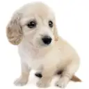 カニンヘン・ダックスフント