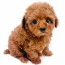 トイ・プードル