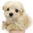 MIX(マルチーズ×トイプードル)