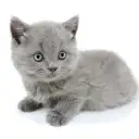 ブリティッシュショートヘア