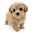 MIX（マルチーズ×トイプードル）