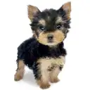 ヨークシャーテリア