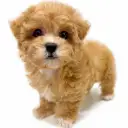 MIX(トイプードル×マルチーズ)