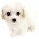 MIX(キャバリアキングチャールズスパニエル×ビションフリーゼ)