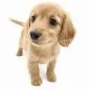 ミニチュア・ダックスフント