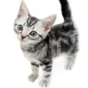 アメリカンショートヘア