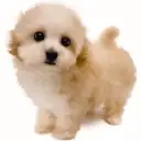 MIX(トイプードル×マルチーズ)