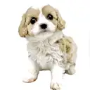 MIX（キャバリアキングチャールズスパニエル×ビションフリーゼ）