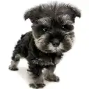 ミニチュア・シュナウザー