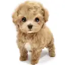 MIX(マルチーズ×トイプードル)