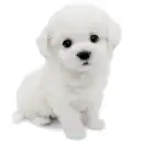 ビションフリーゼ