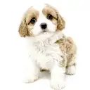 MIX（キャバリアキングチャールズスパニエル×ビションフリーゼ）