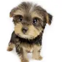 ヨークシャーテリア