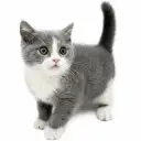 ブリティッシュショートヘア