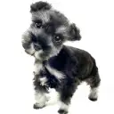 ミニチュア・シュナウザー