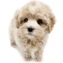 MIX（マルチーズ×トイプードル）