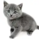 ブリティッシュショートヘア