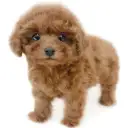 トイ・プードル