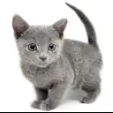 ロシアンブルー