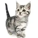 アメリカンショートヘア