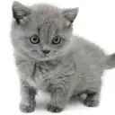 ブリティッシュショートヘア