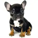 フレンチブルドッグ