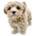 MIX(マルチーズ×トイプードル)