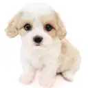 MIX（キャバリアキングチャールズスパニエル×ビションフリーゼ）