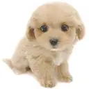 MIX（マルチーズ×トイプードル）