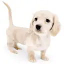 ミニチュア・ダックスフント