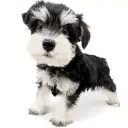 ミニチュア・シュナウザー