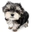 MIX(マルチーズ×ヨークシャーテリア)