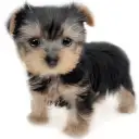 ヨークシャーテリア