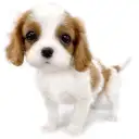 キャバリア・キングチャールズ・スパニエル