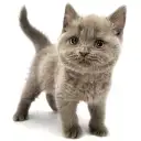 ブリティッシュショートヘア