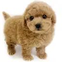 トイ・プードル