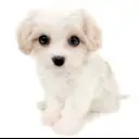 MIX（キャバリアキングチャールズスパニエル×ビションフリーゼ）