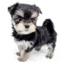 MIX（マルチーズ×ヨークシャーテリア）