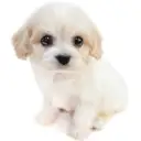 MIX（キャバリアキングチャールズスパニエル×ビションフリーゼ）