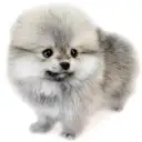 ポメラニアン