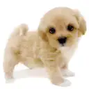 MIX(マルチーズ×トイプードル)